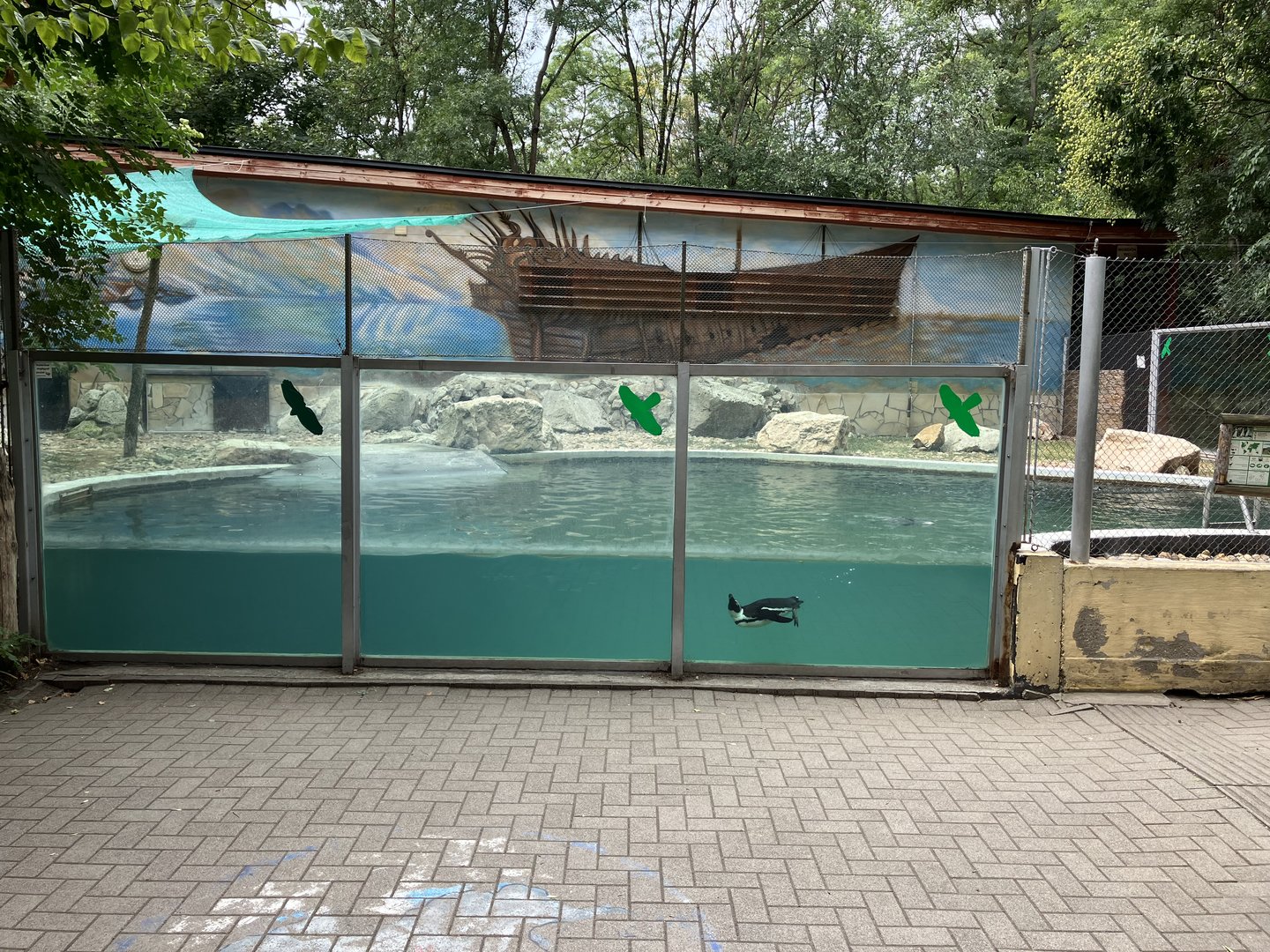 African penguin underwater view