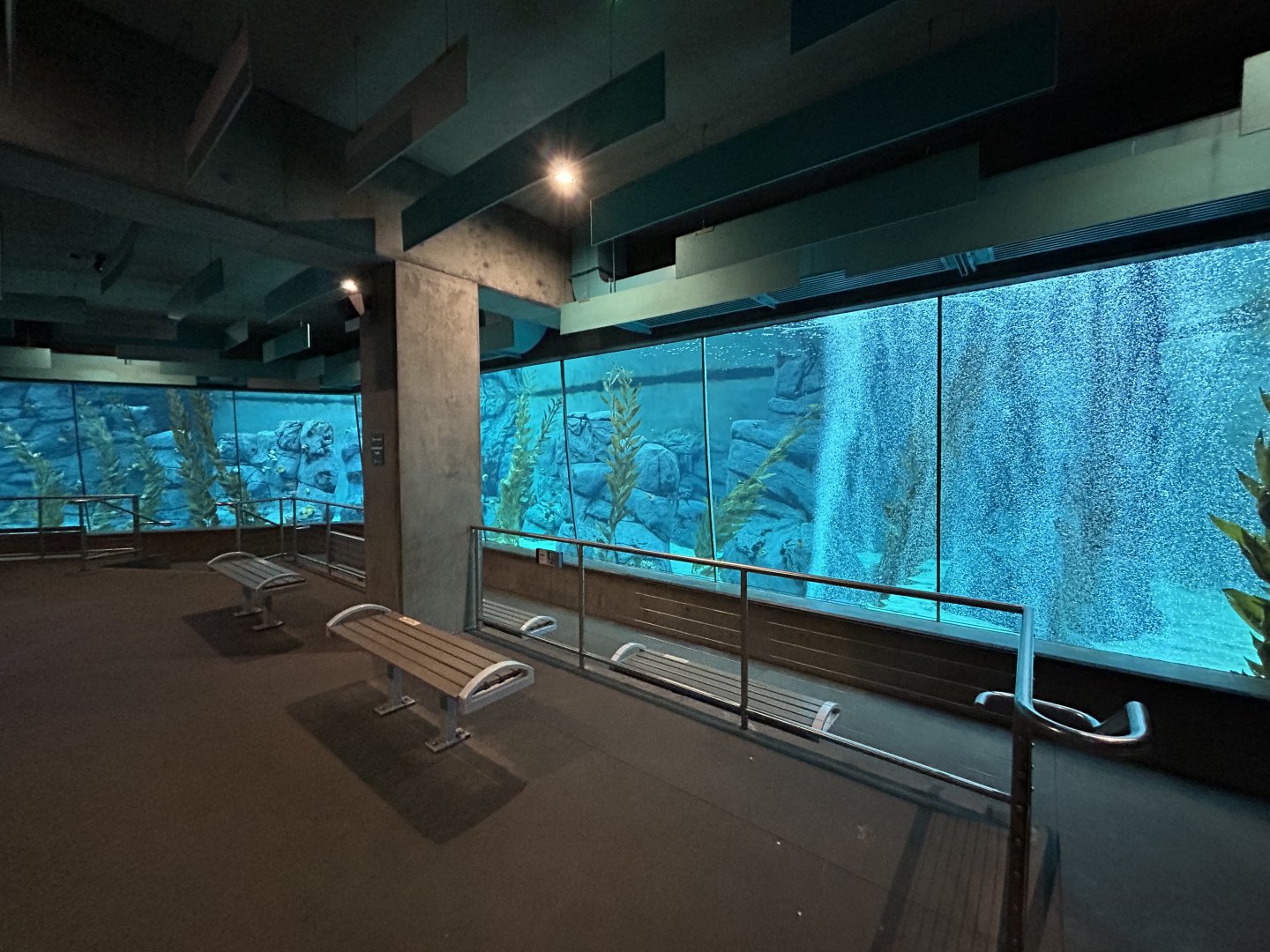 African Penguin Underwater Viewing - Africa Rocks