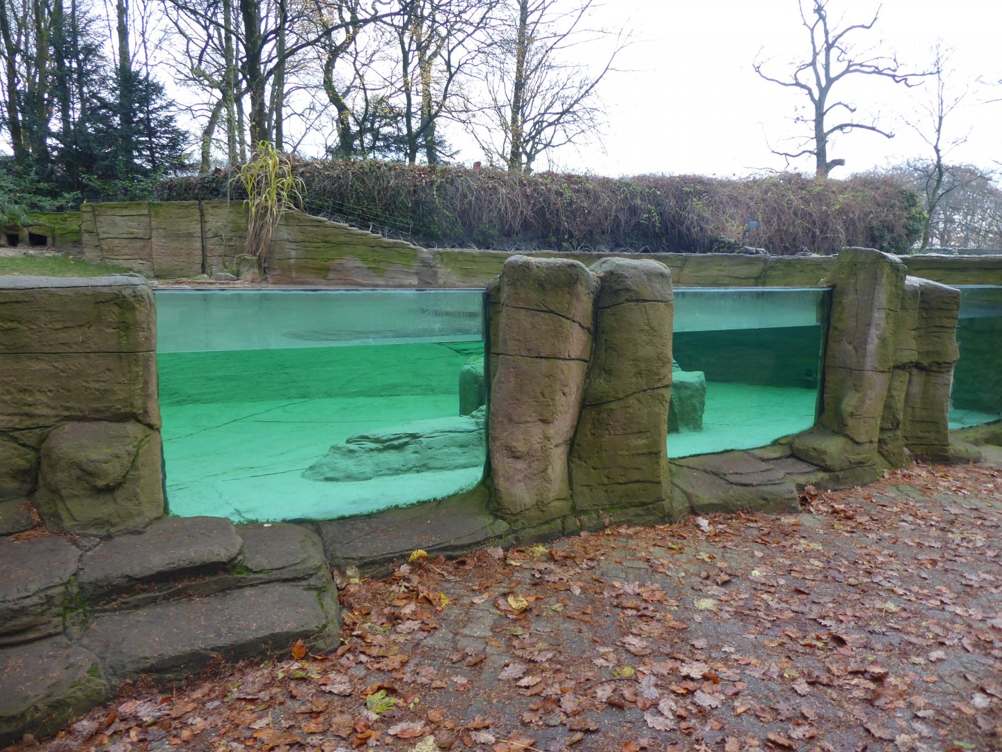 African penguin viewing windows 011219