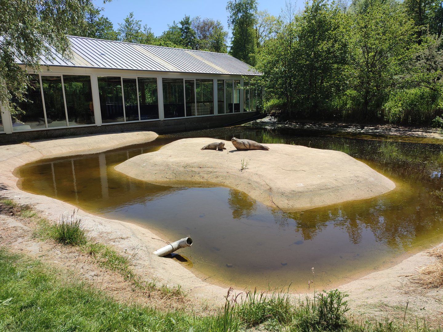 African penguin walk-through enclosure - back part