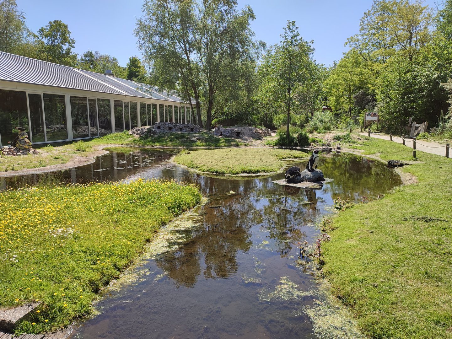 African penguin walk-through enclosure - front part