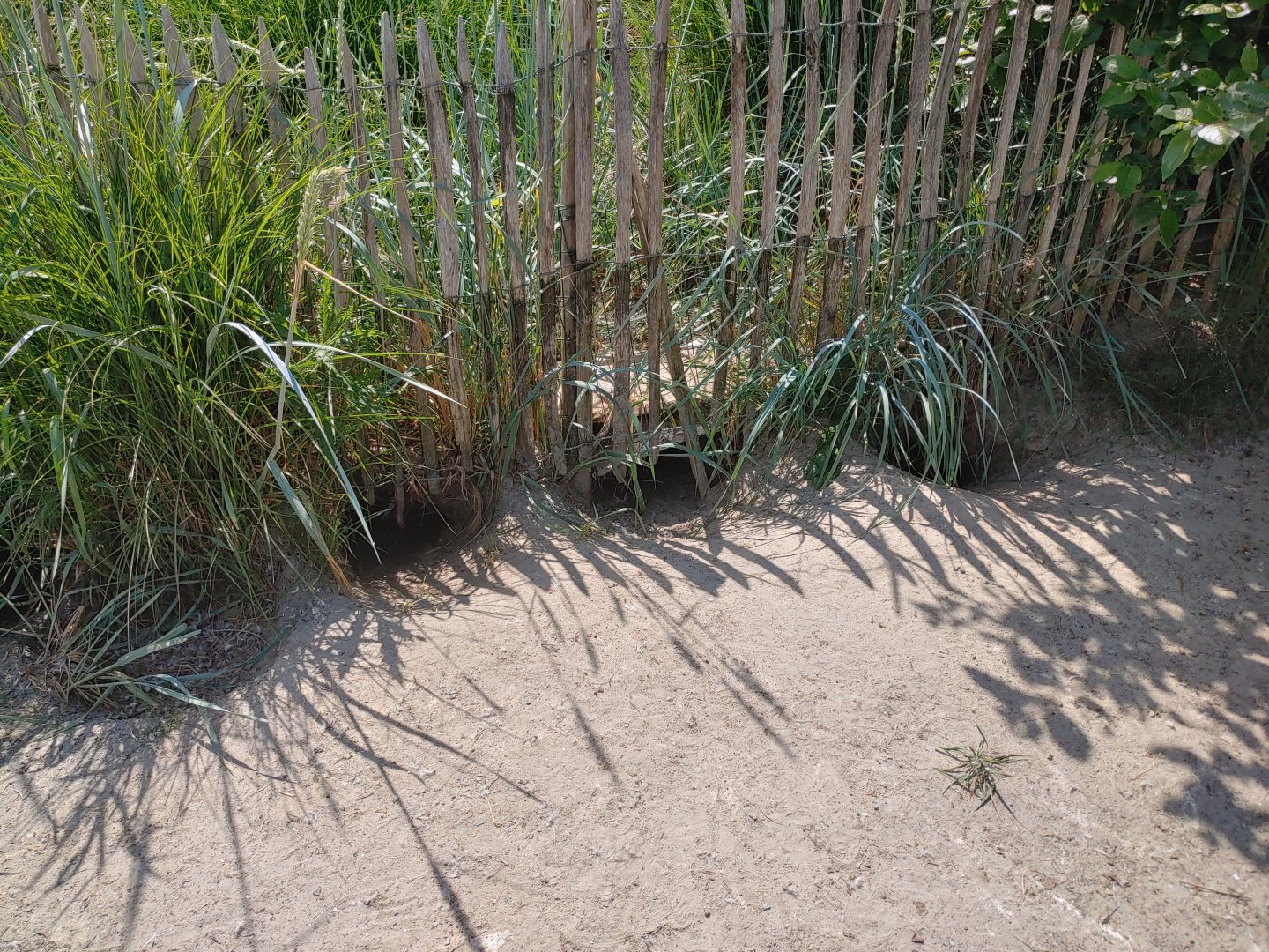 African penguin walkthrough enclosure - nests