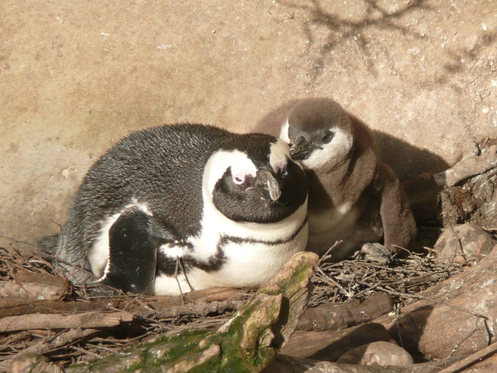 African penguin with chick .