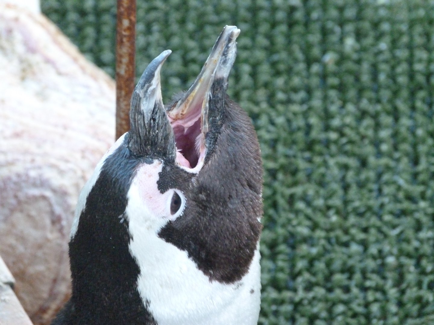 African penguin -Zoo Aquarium de Madrid (2025)