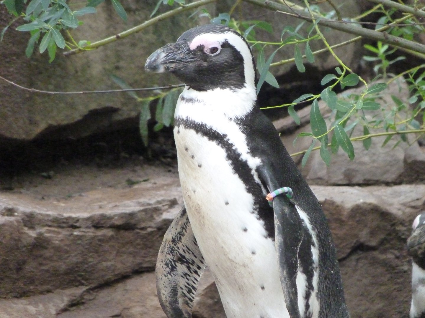 African penguin -Zoologischer Garten Berlin (2024)