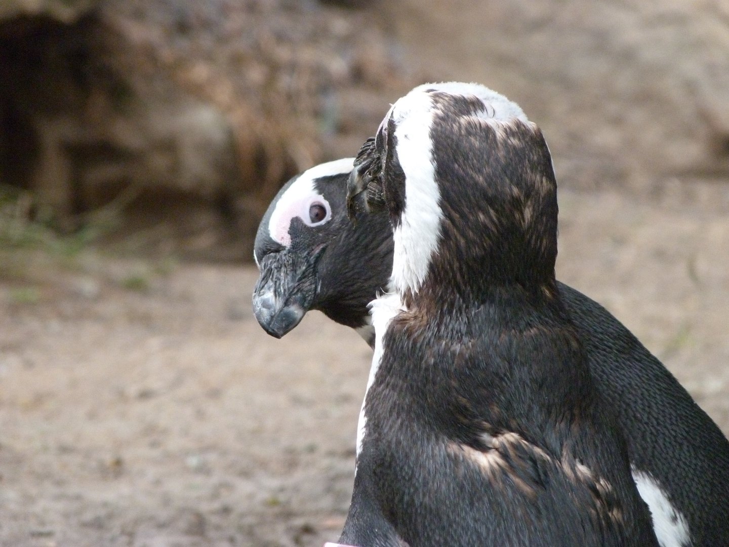 African penguin -Zoologischer Garten Berlin (2024)