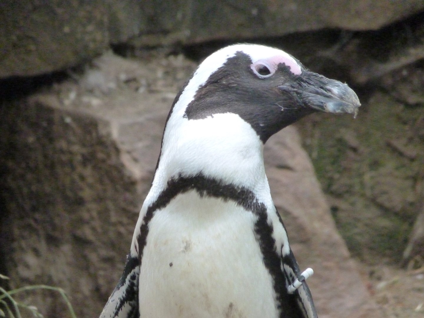 African penguin -Zoologischer Garten Berlin (2024)