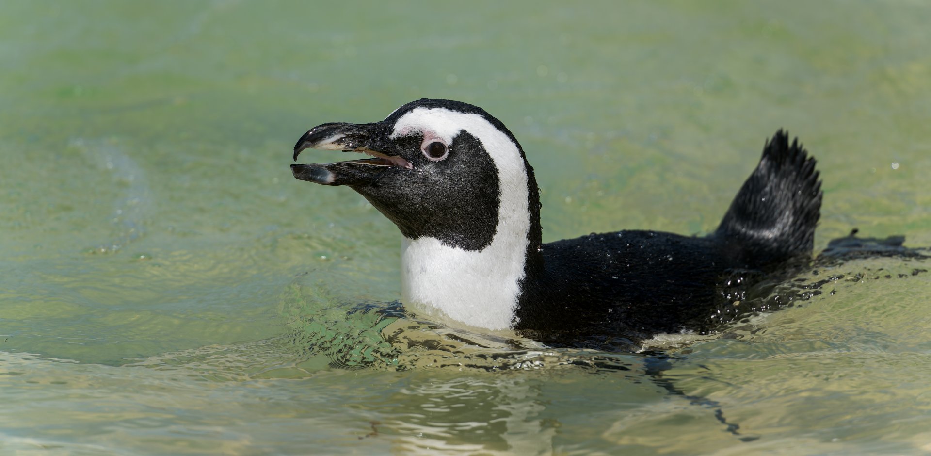 African Penguin, ZSL Whipsnade, UK