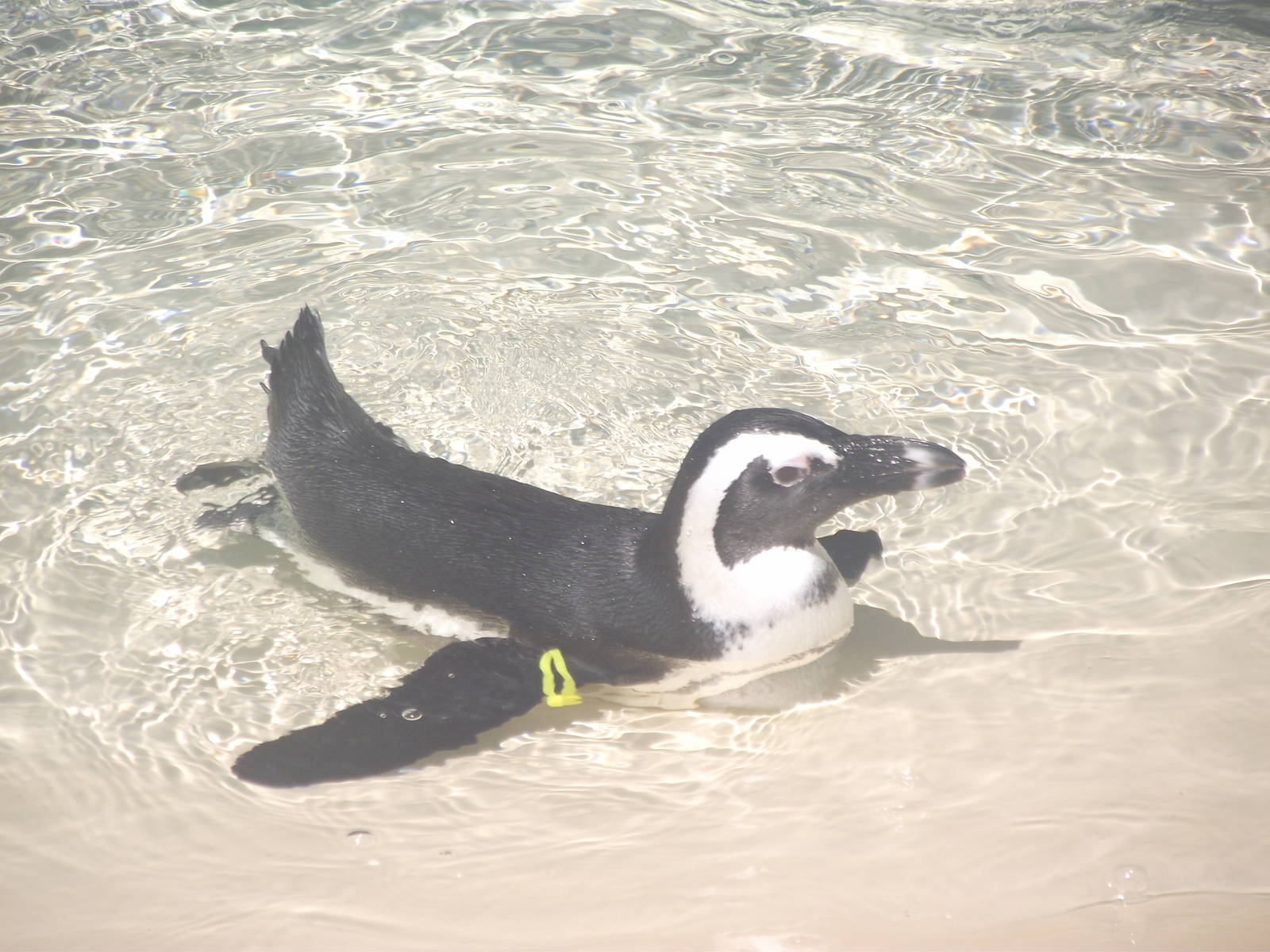 African Penguin