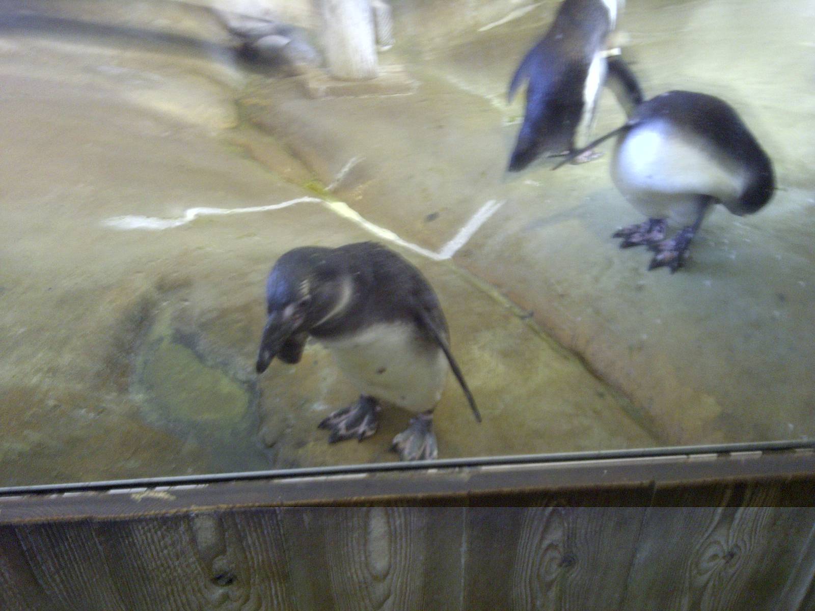 African Penguin