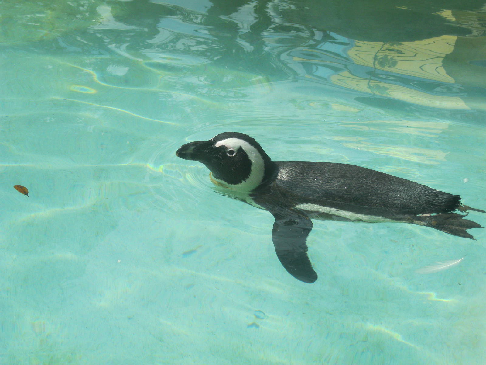 African Penguin