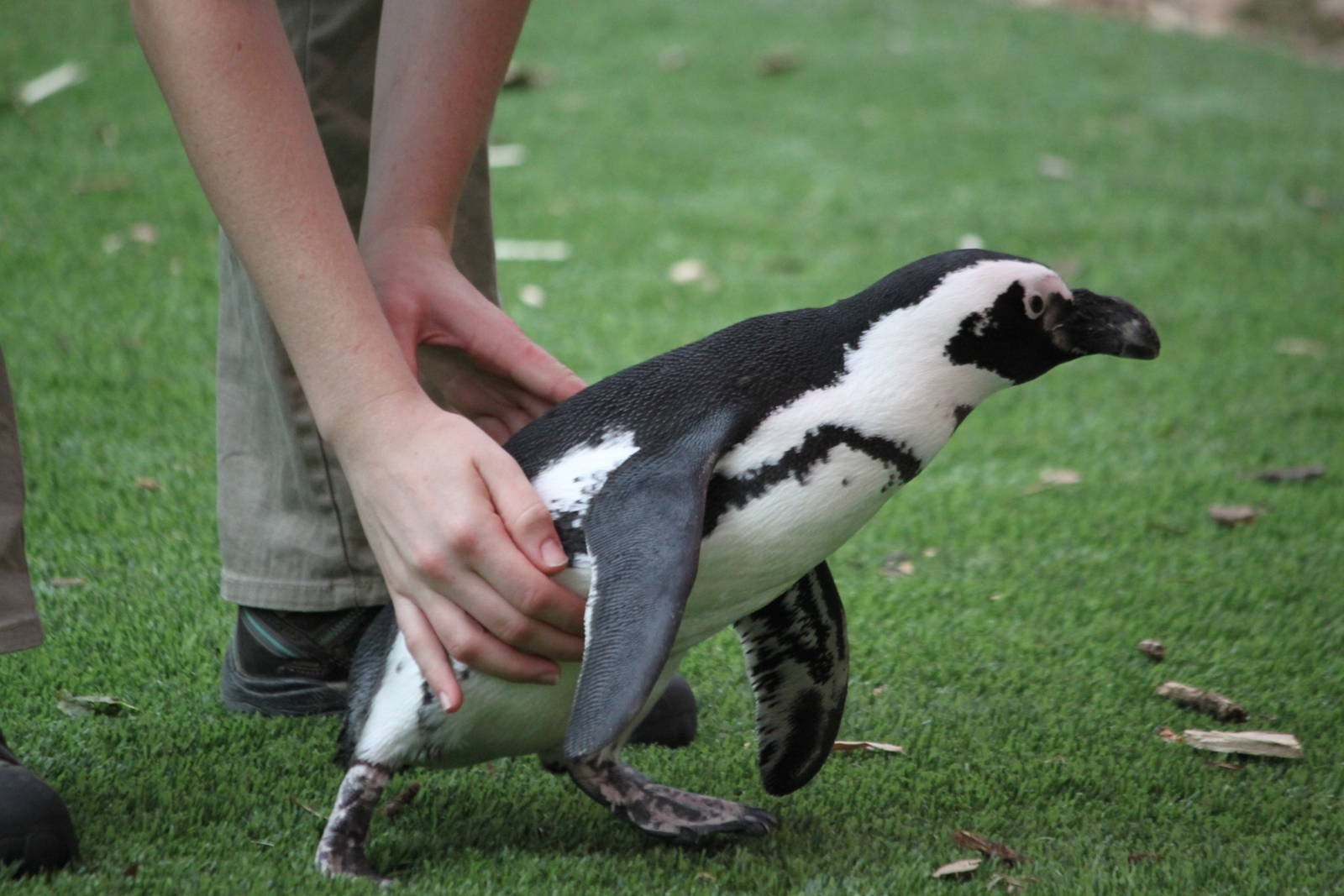 African Penguin