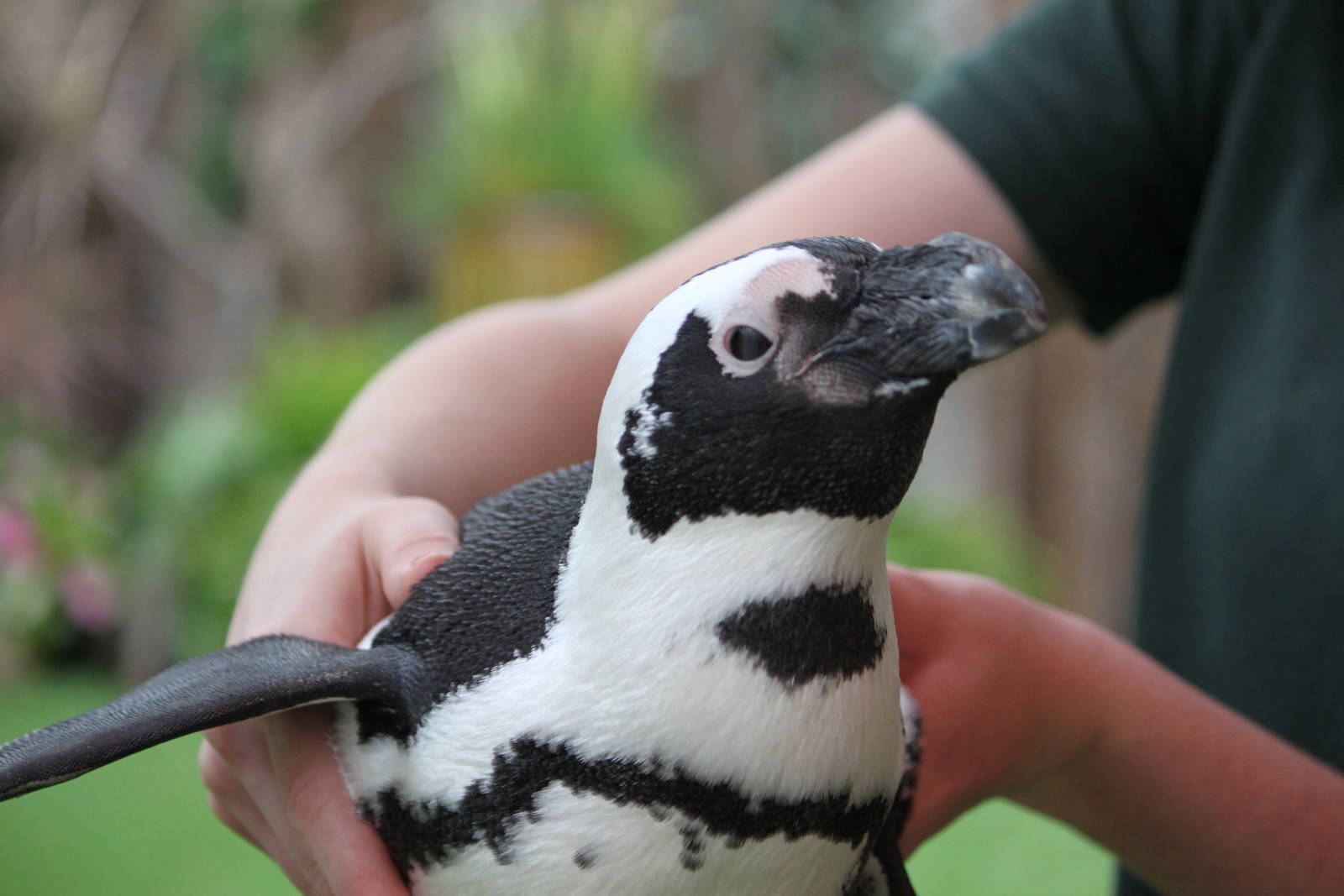 African Penguin