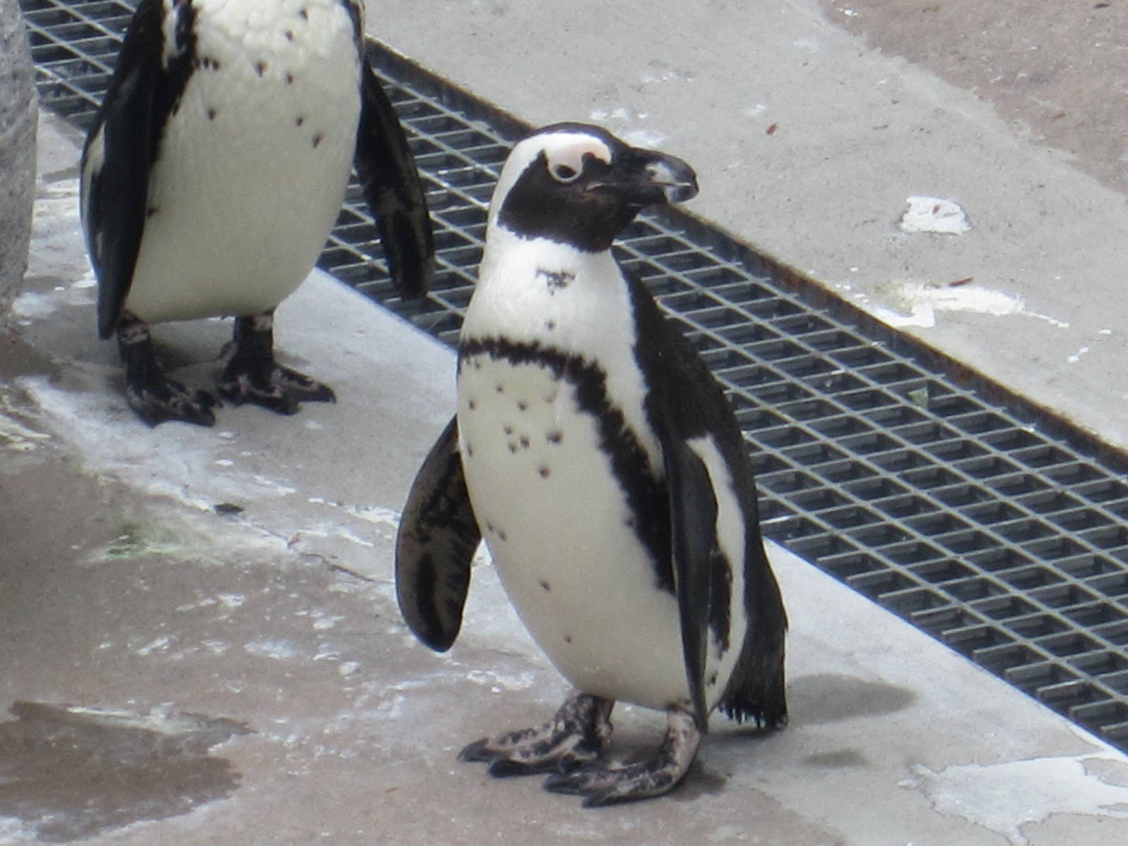 African Penguin