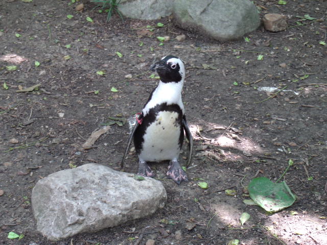 African Penguin