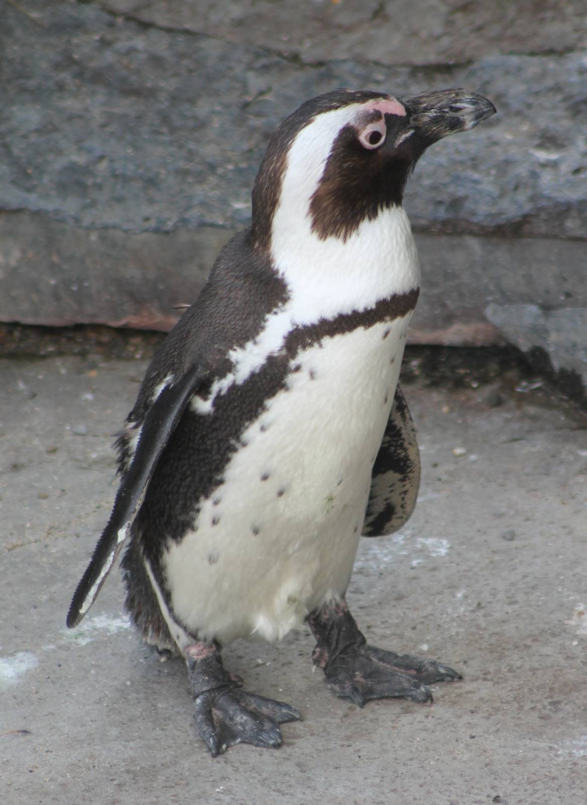 African penguin