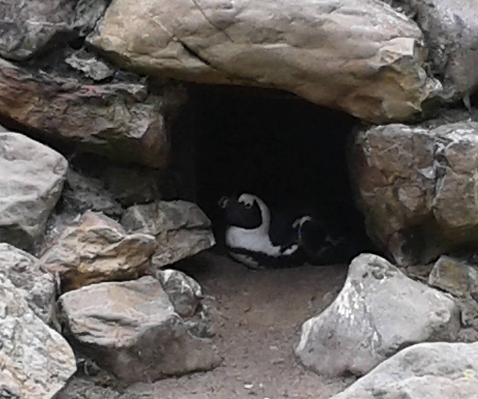 African penguin
