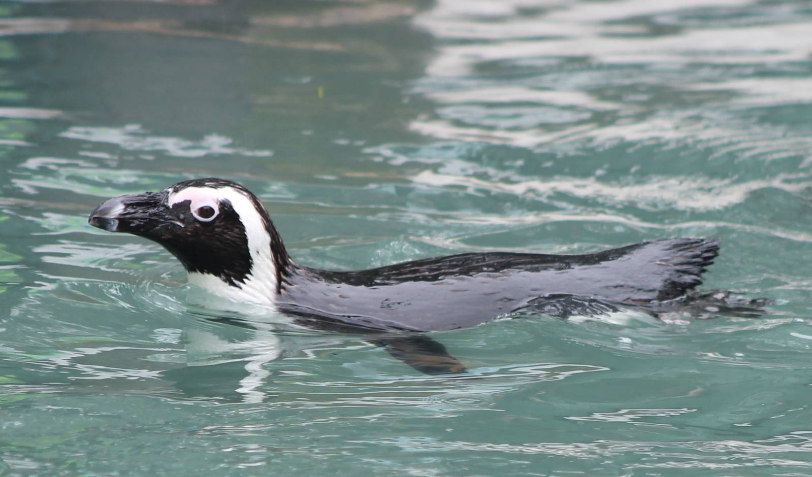 African penguin