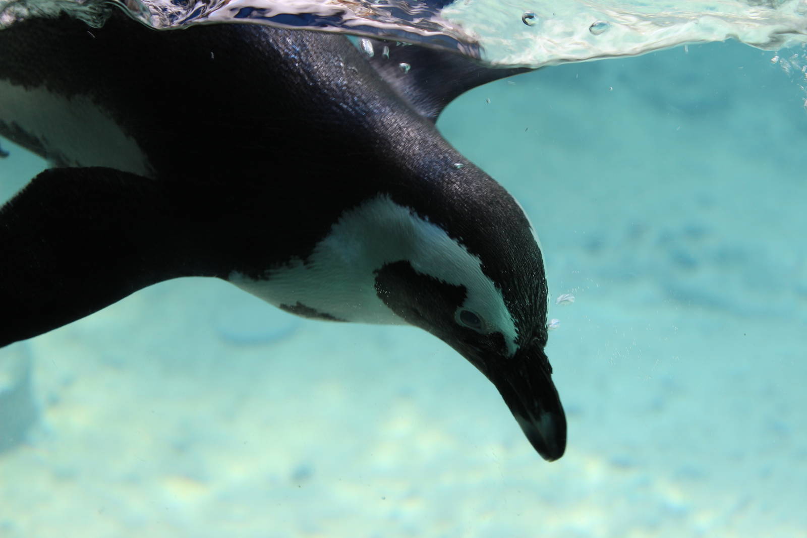 African Penguin