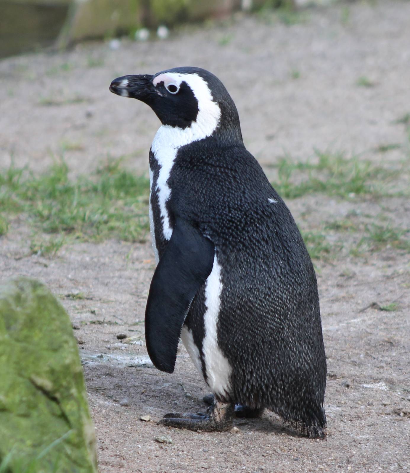 African penguin