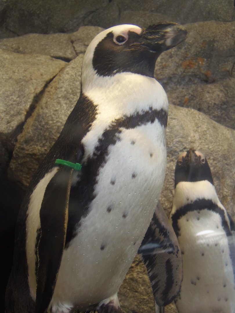 African Penguin