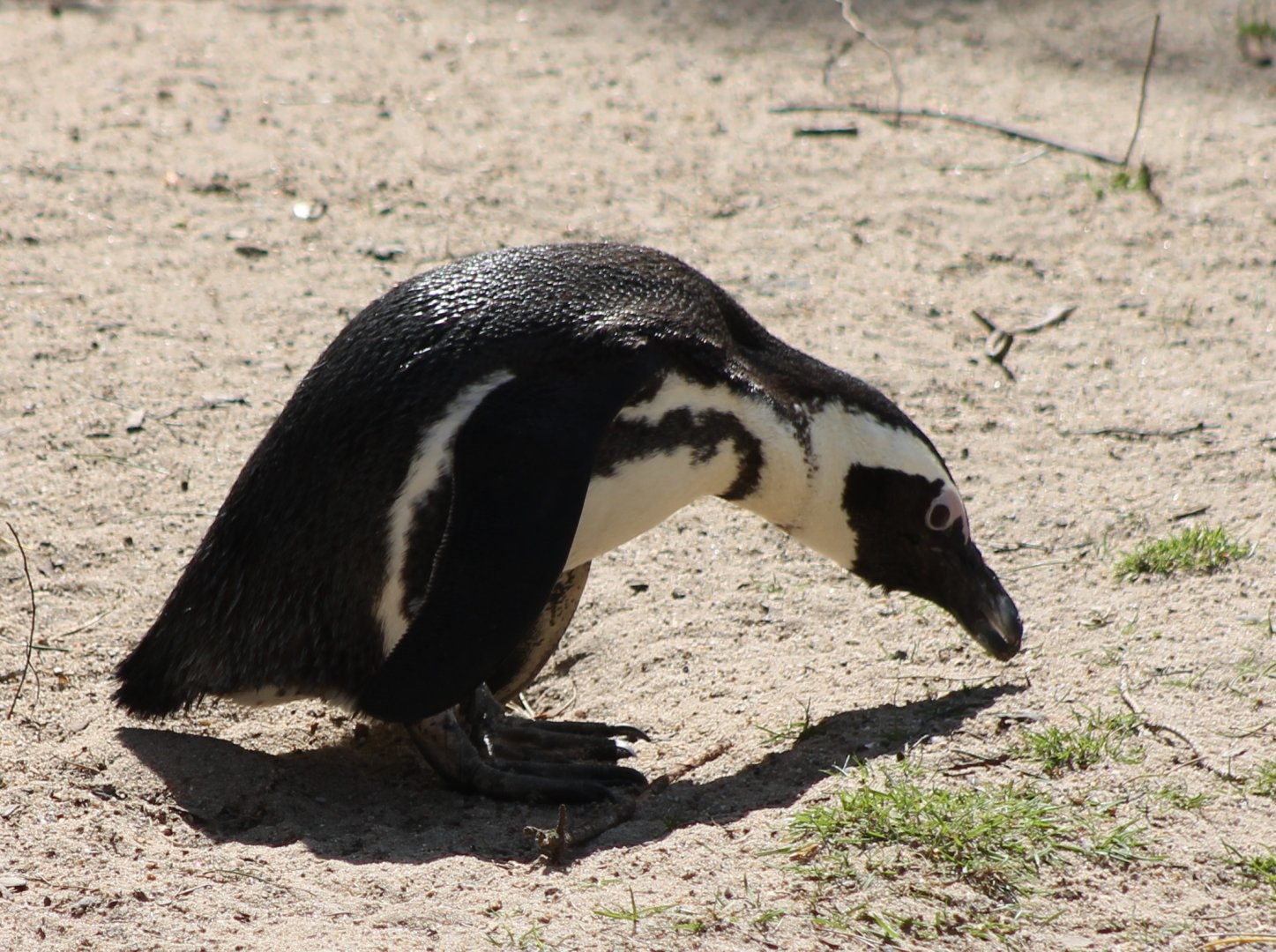 African penguin