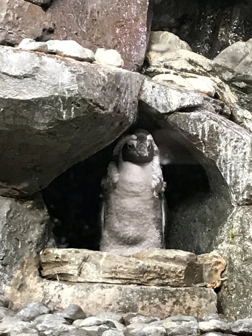 African penguin