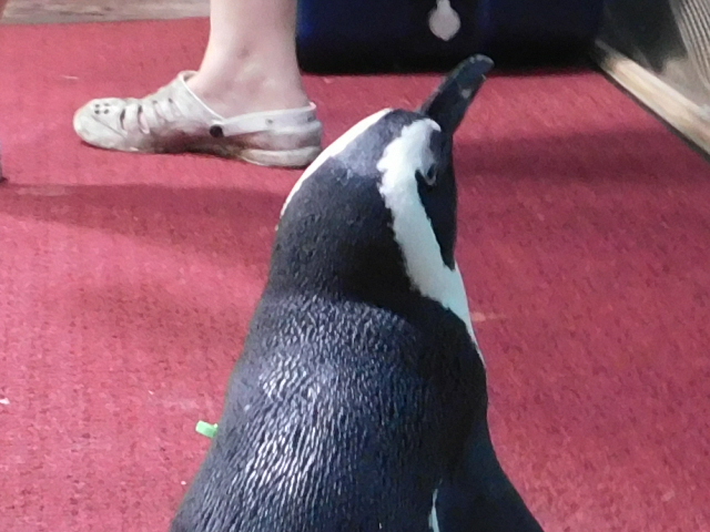 African Penguin