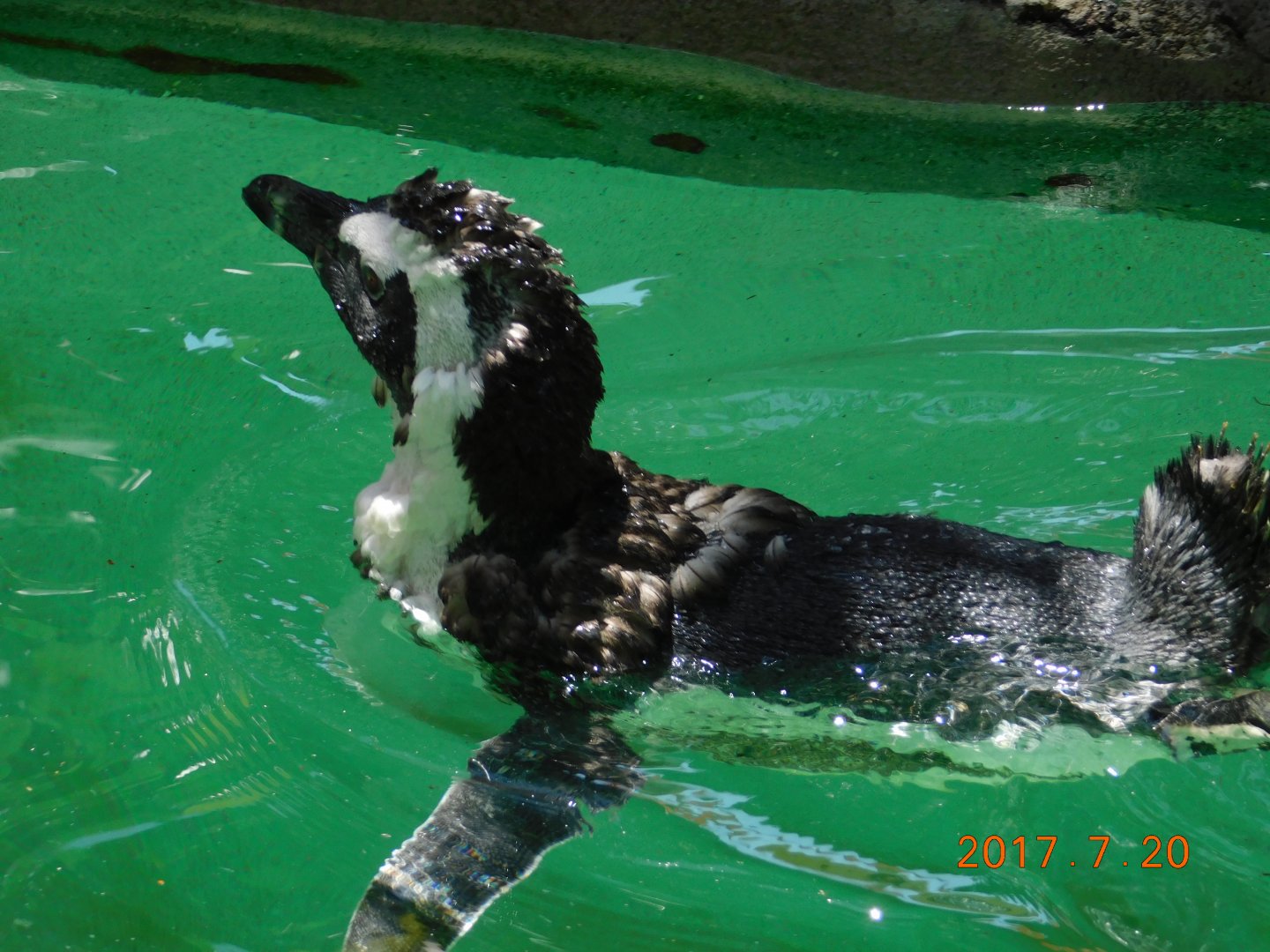 African Penguin