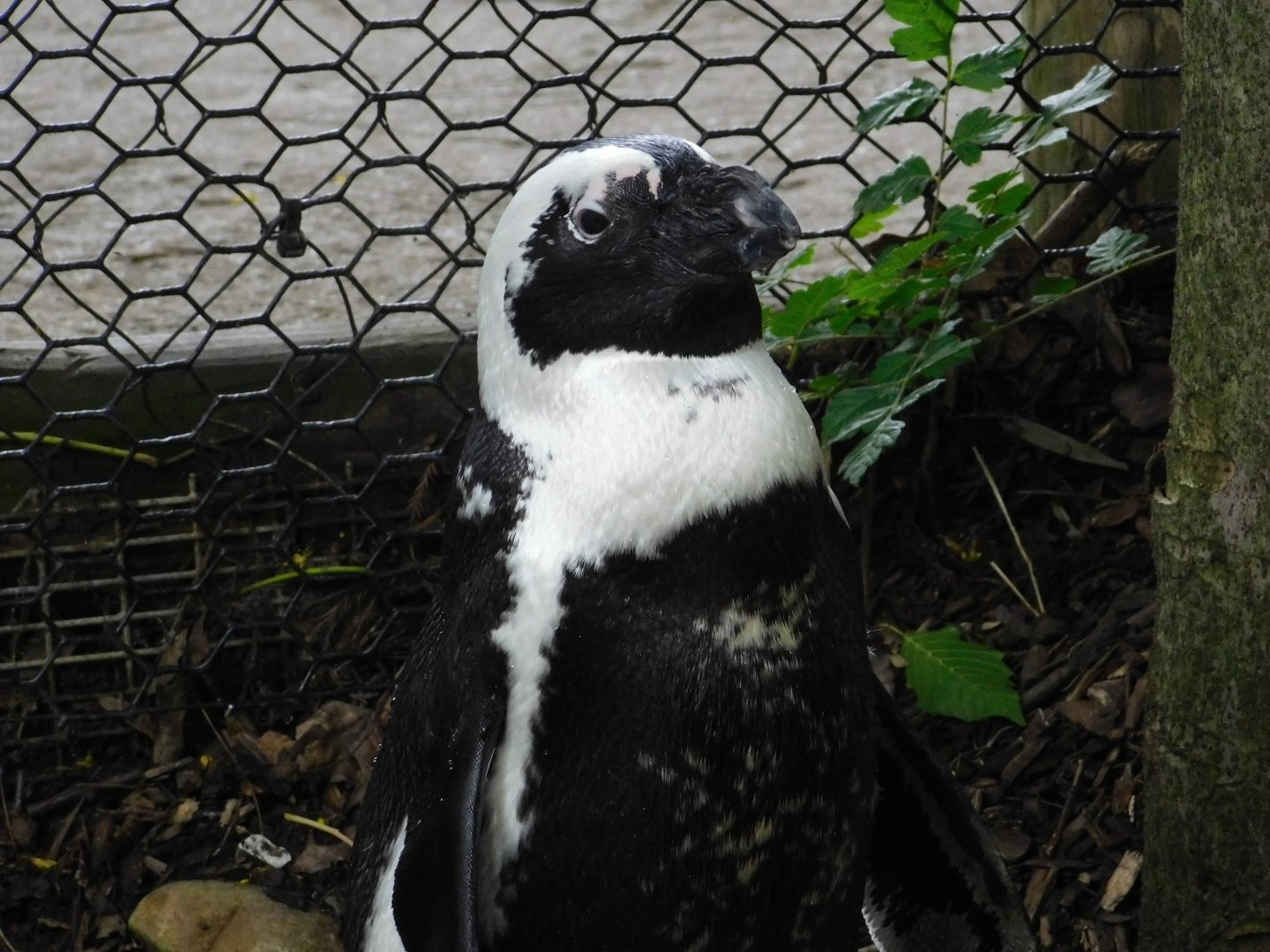 African Penguin