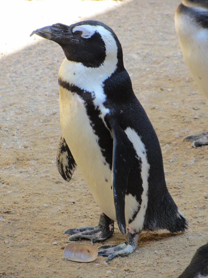 African Penguin
