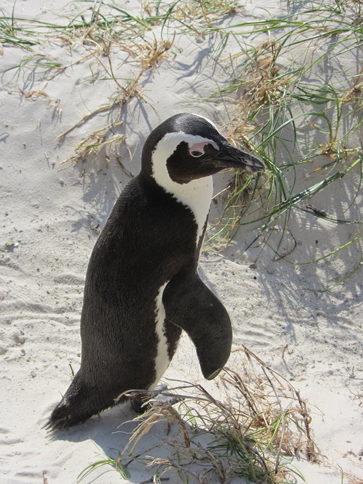 African Penguin