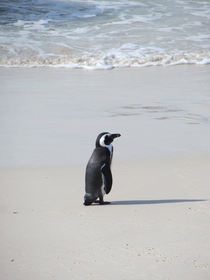 African Penguin
