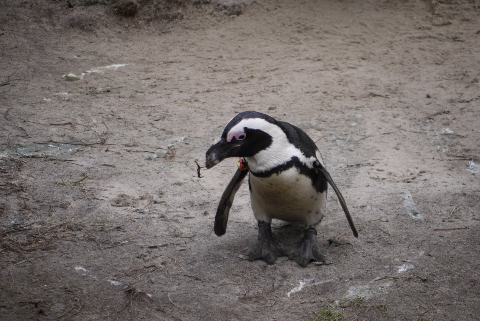 African Penguin
