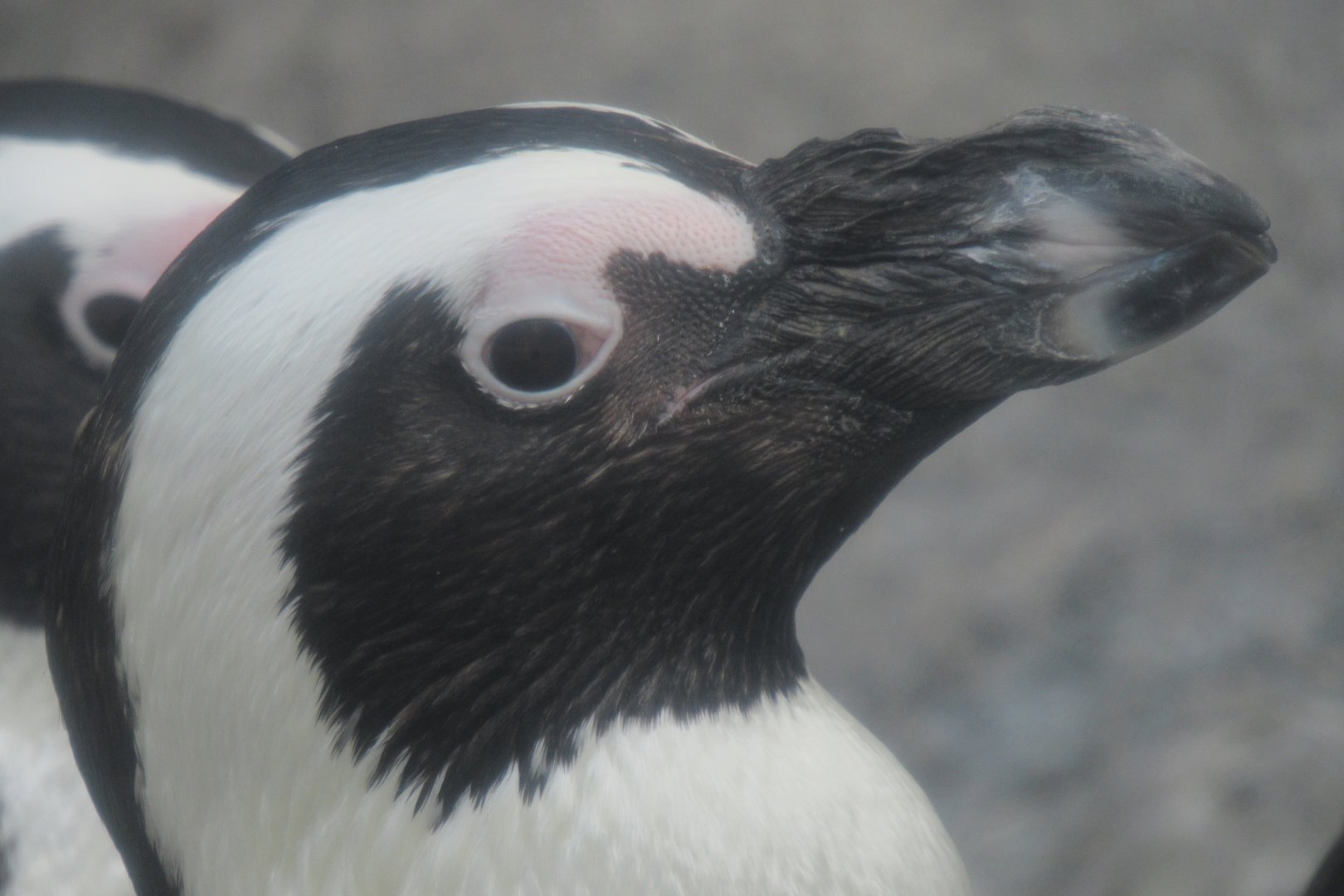 African penguin
