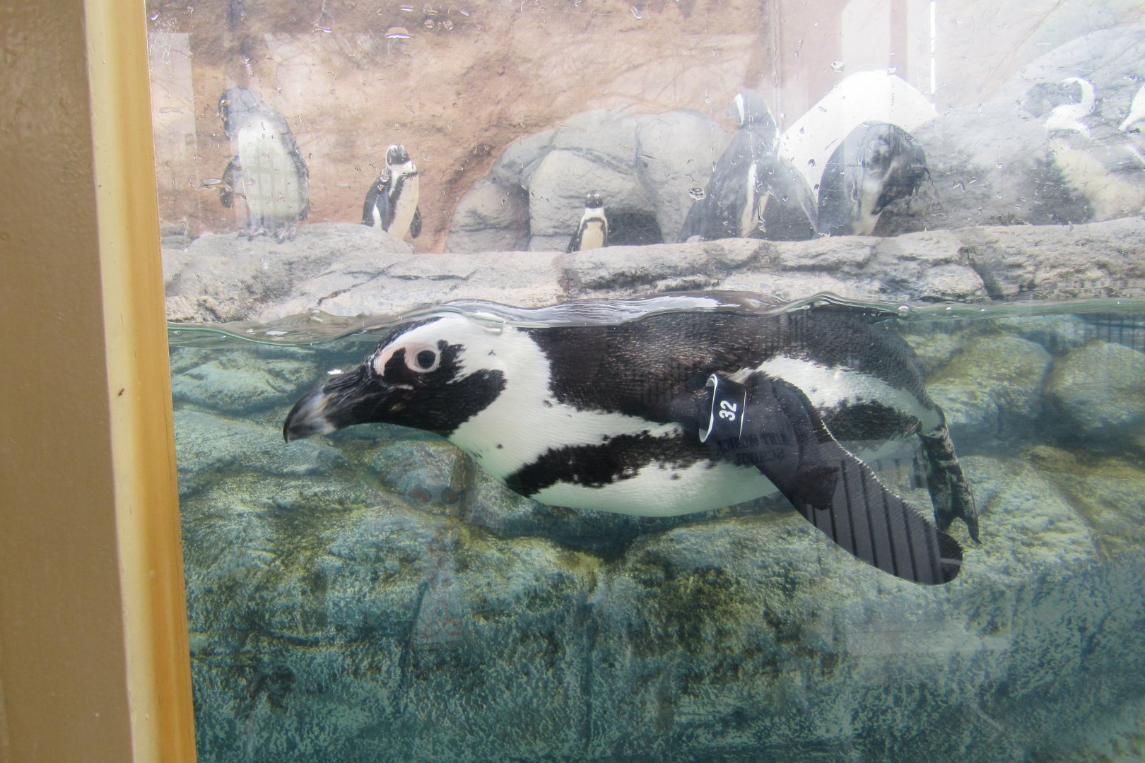 African penguin