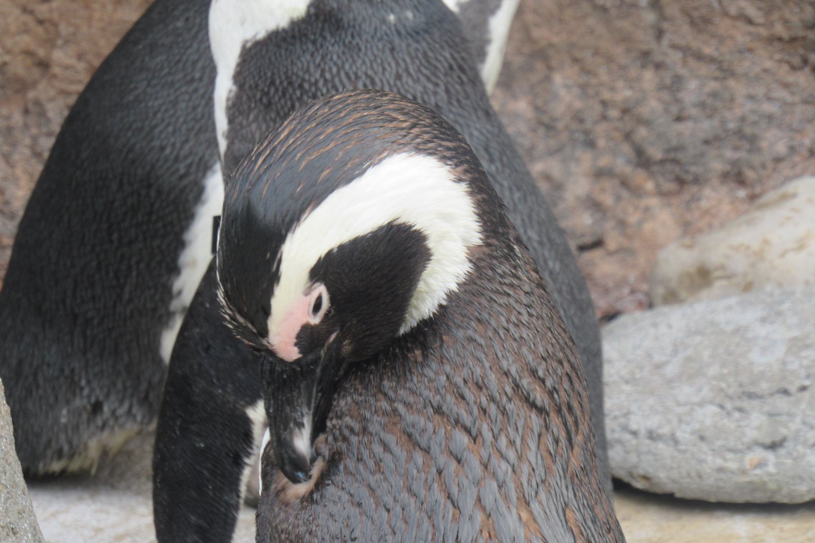 African penguin