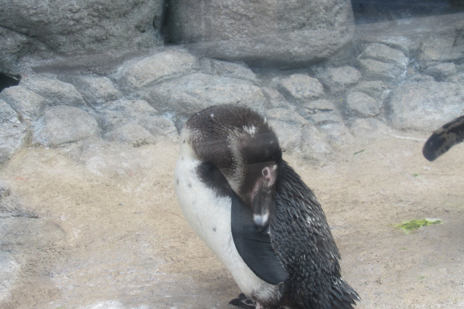 African penguin