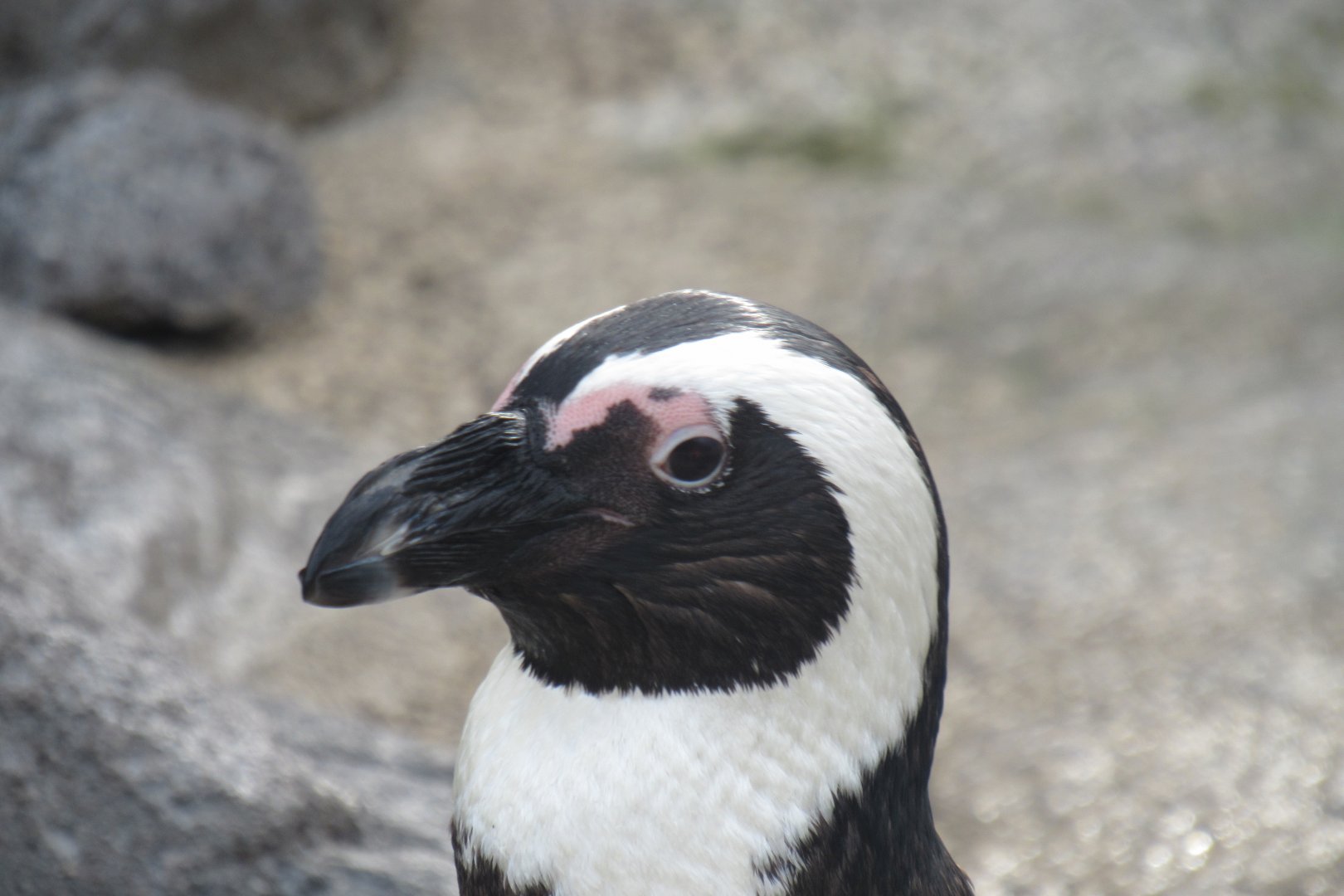 African penguin