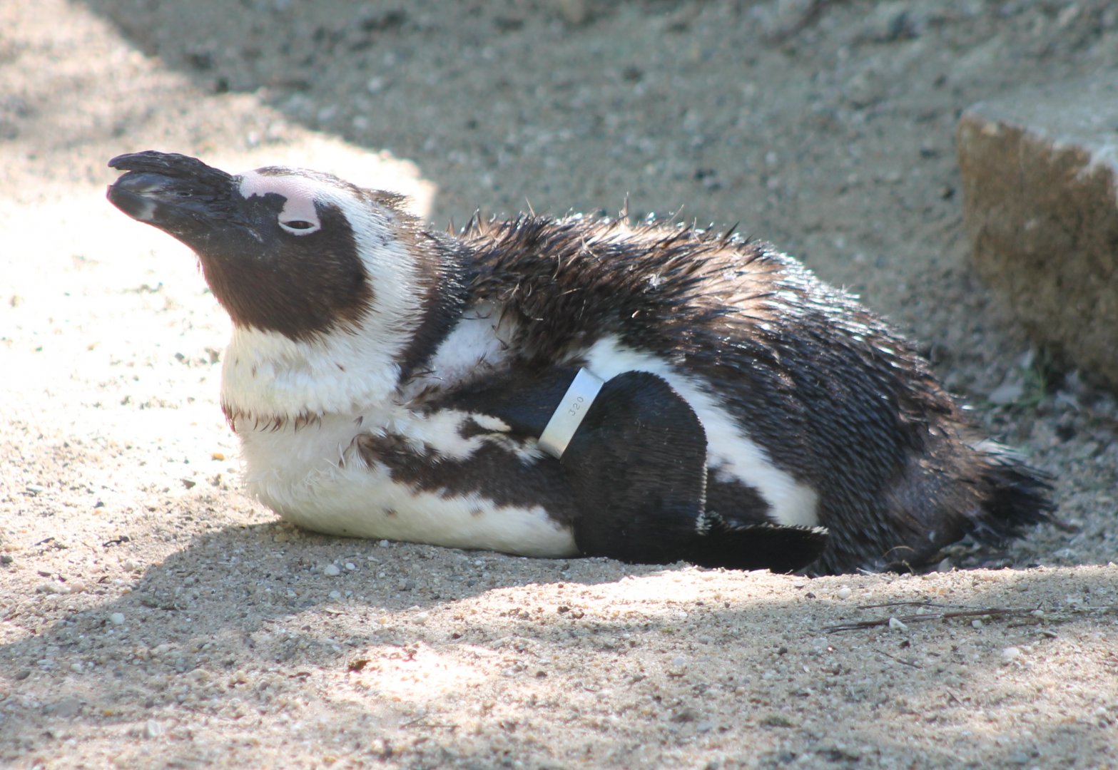 African penguin