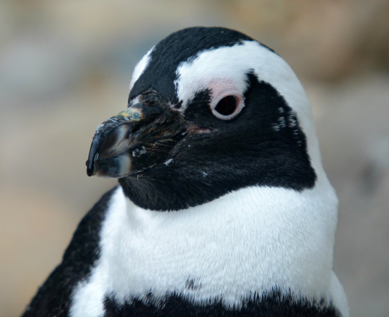 African Penguin