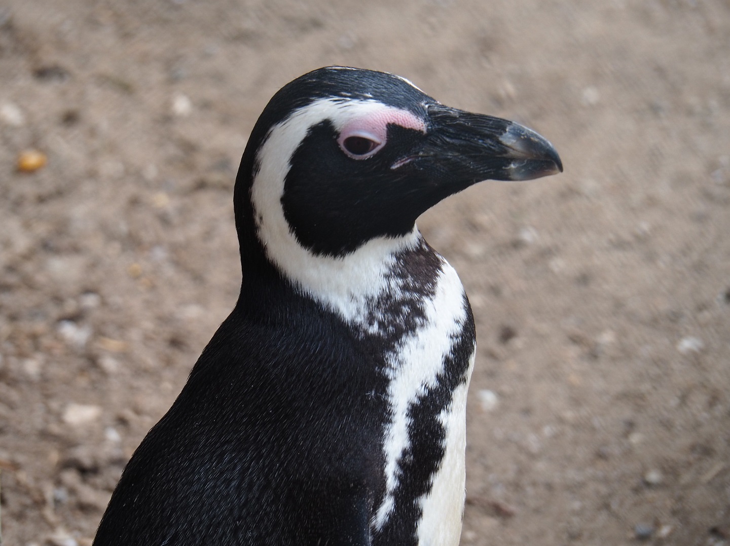 African penguin