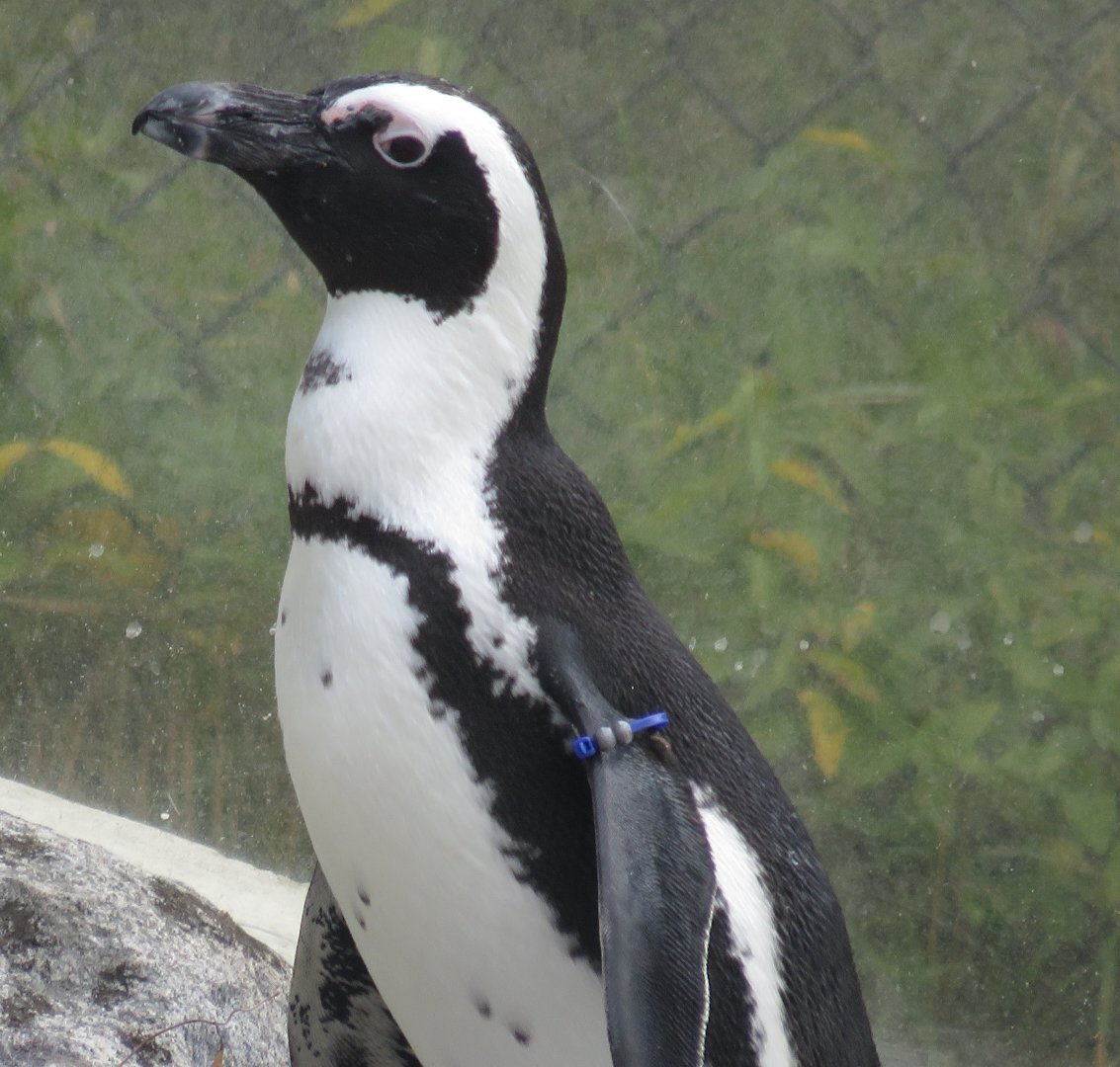 African penguin