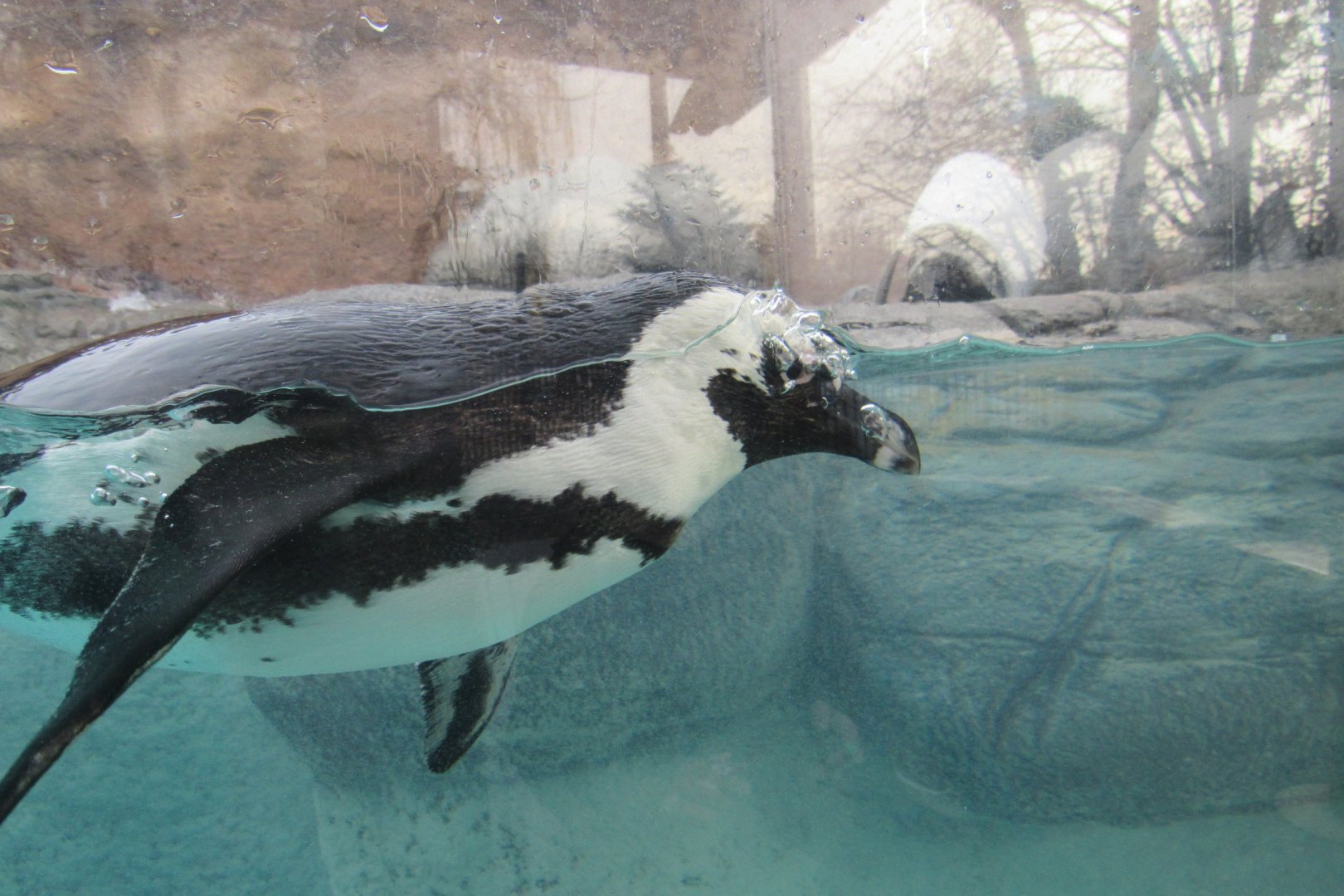 African penguin