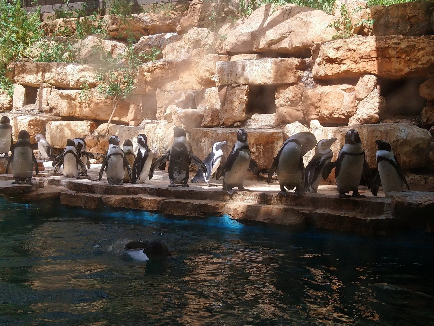 African Penguin