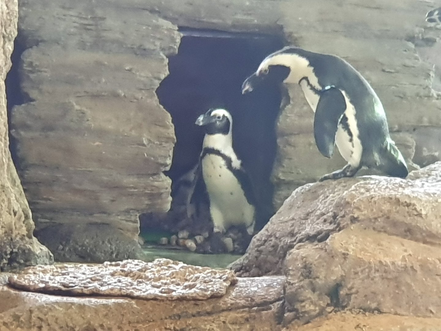 African Penguin