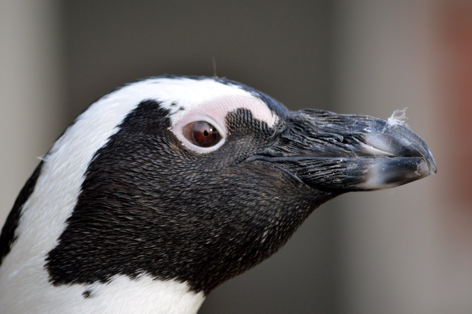 African penguin