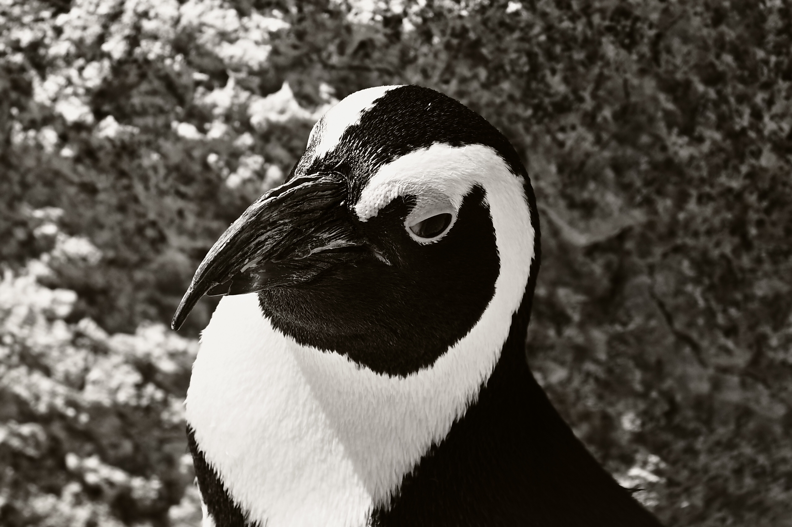 African Penguin