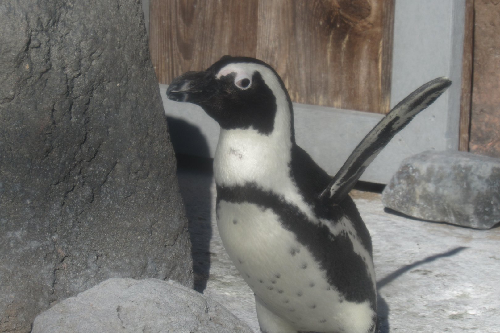 African penguin