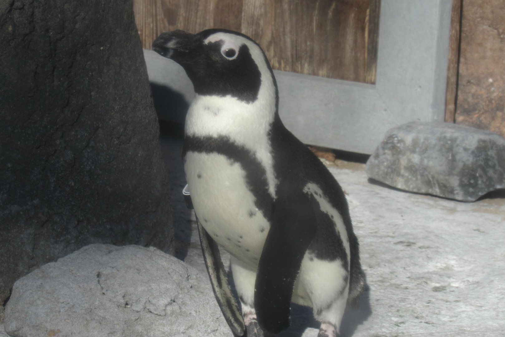 African penguin